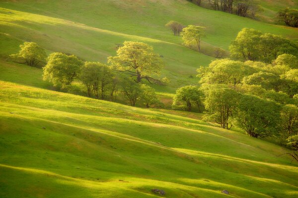 Lush trees on a green slope