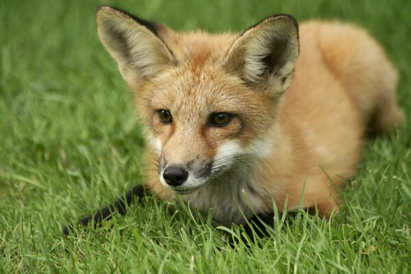 Renard roux couché sur le lit