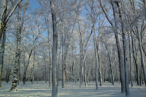 Forêt enneigée d hiver