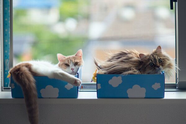 Katzen am Fenster. Boxen auf der Fensterbank