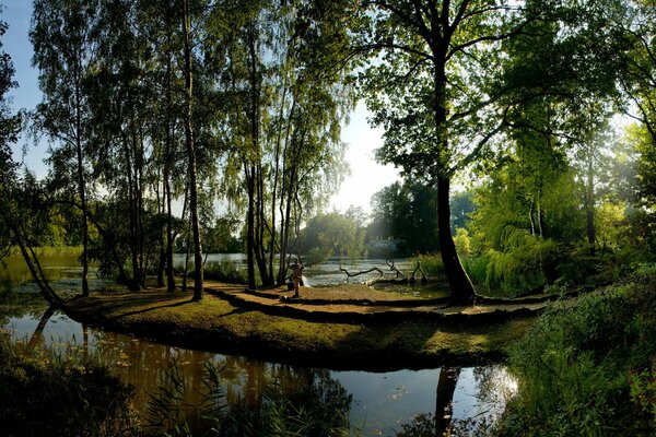 Bäume am Ufer des Waldsees