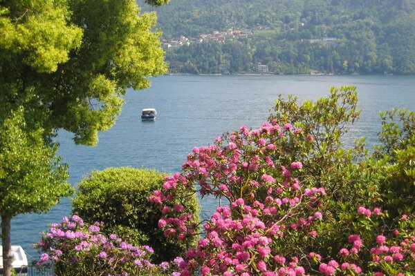 Sträucher mit rosa Blüten am Ufer