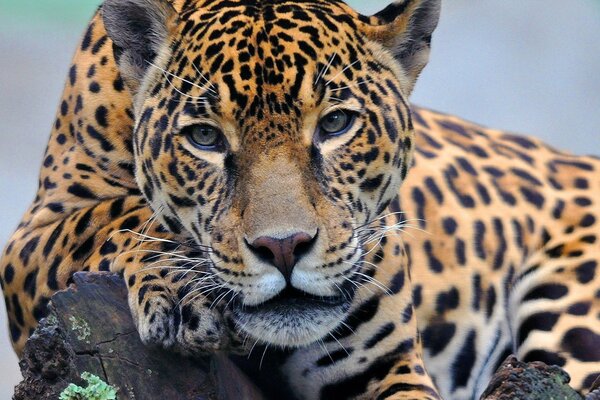 Jaguar sdraiato sulla zampa guardando in lontananza