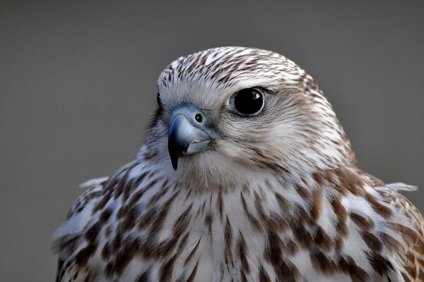 Portrait of a falcon on a gray background