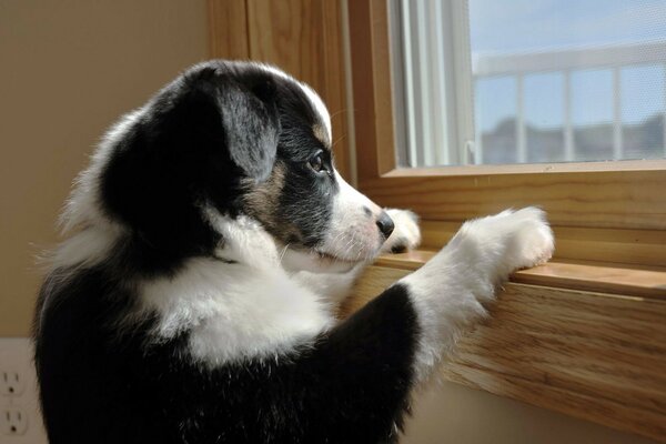 The puppy tries to look out the window