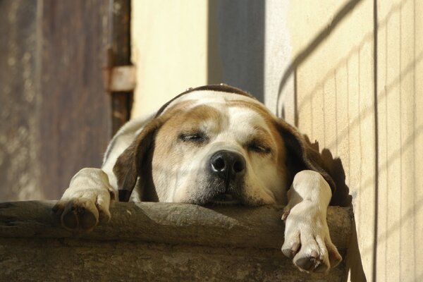 Perro dormido con orejas grandes