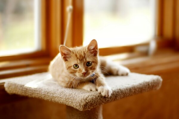 Cute ginger kitten is lying