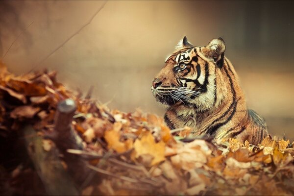 El tigre se encuentra en las hojas de otoño