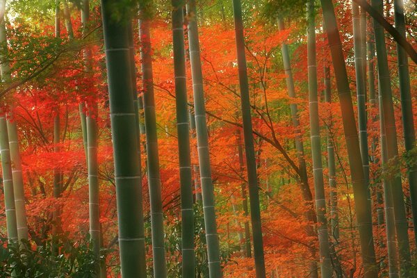 Bambus und Ahornbäume im Herbstwald