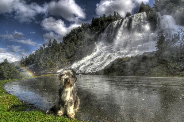 Bärtiger Collie auf Wasserfall Hintergrund