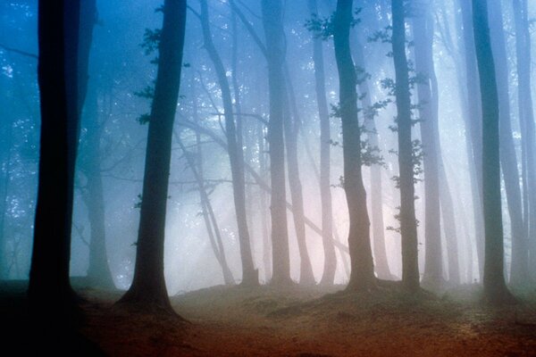 Brouillard mystérieux dans la forêt du matin