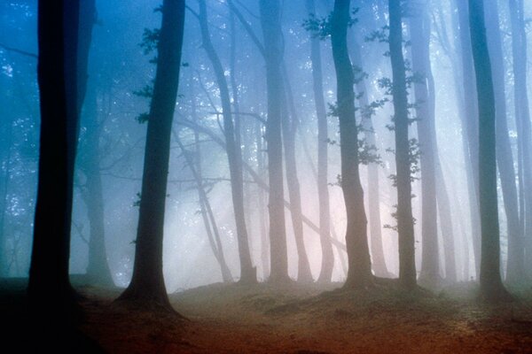 Таинственный туман в утреннем лесу