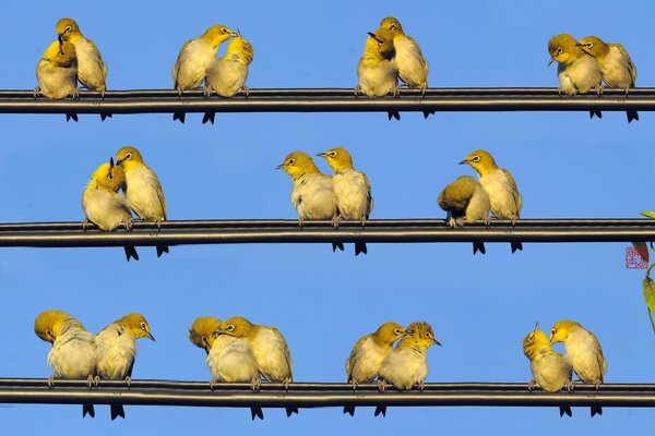 Birds are sitting on wires in pairs