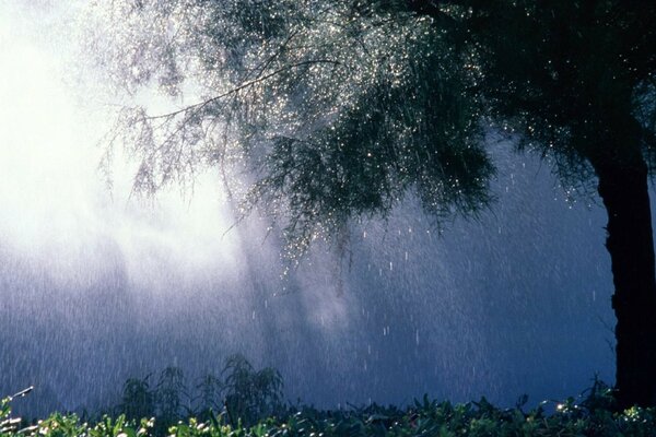 Raindrops on the grass