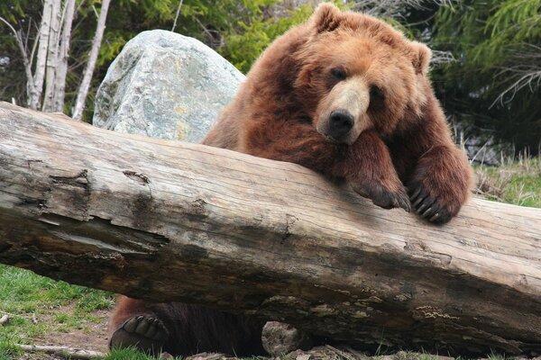 Gros ours couché sur un arbre