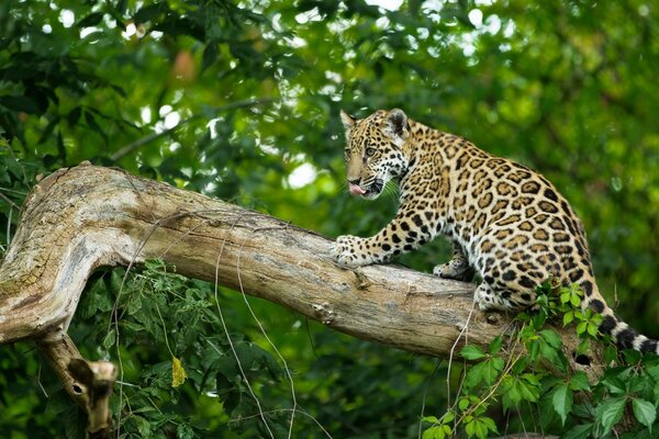 A baby wildcat on a branch