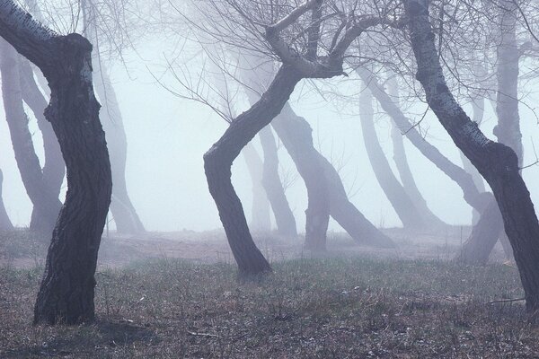 Baumstämme im nebligen Wald