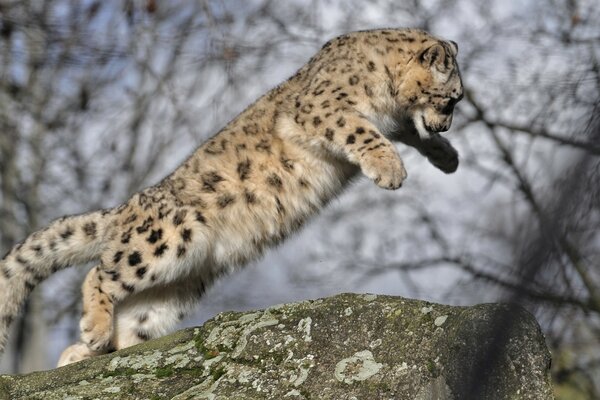 Leoparden-Baby lernt zu springen