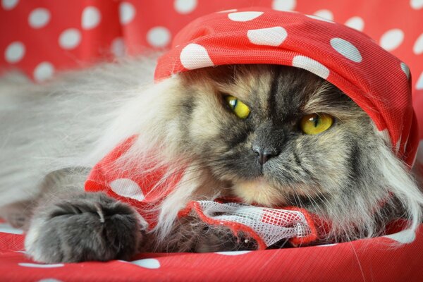 Divertido gato casero con sombrero