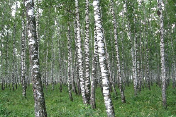 Bosque nativo ruso de abedul