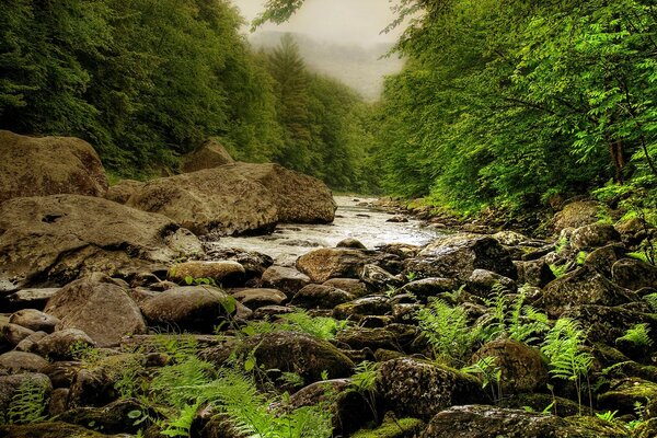 Ein ruhiger Fluss inmitten eines dichten Waldes