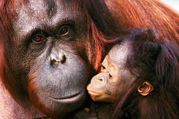 Singe avec son bébé