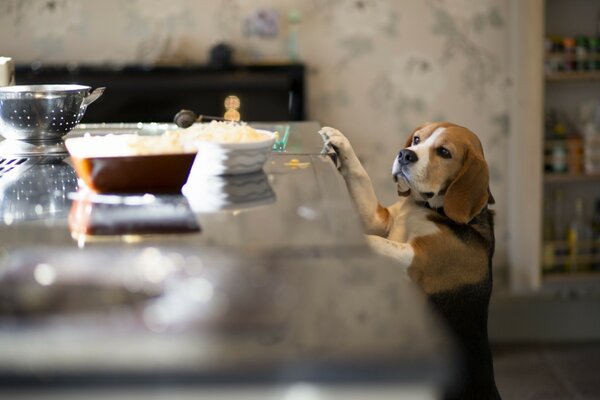 The dog in the kitchen is curiously looking at the table with food