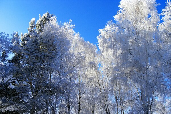 Weiße Bäume an einem sonnigen Wintertag