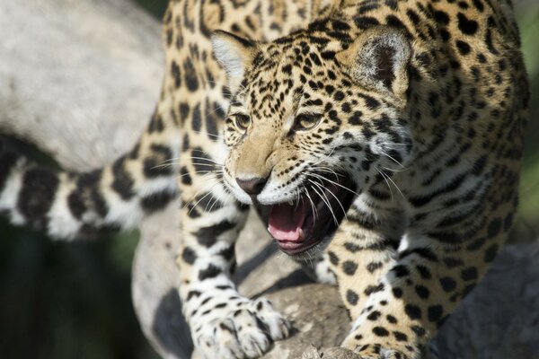 Żbik jaguar chroni młode