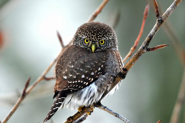 An owl sits on a thin branch of a shrub