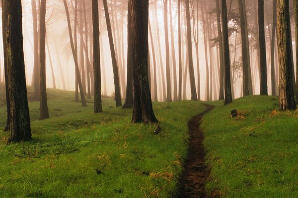 Sendero en el bosque verde