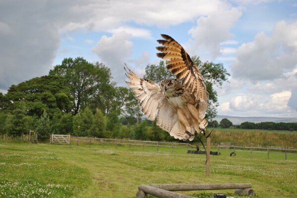 Oiseaux de proie hiboux battant des ailes