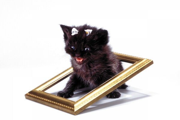 The kitten screams in fright while sitting in the frame