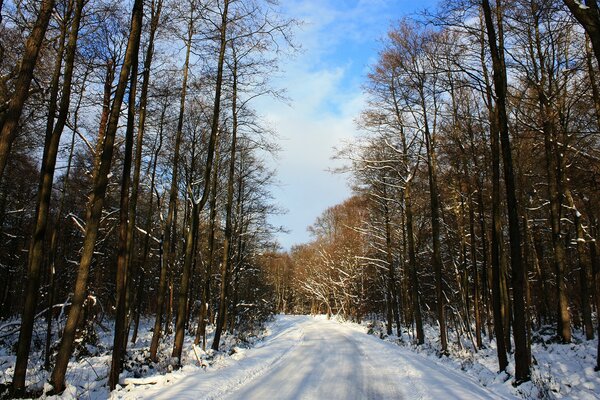 Camino de invierno a través del bosque