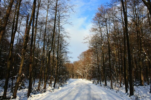 Route d hiver à travers la forêt