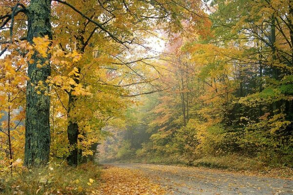 Herbst, Waldstraße. Schönheit!!!