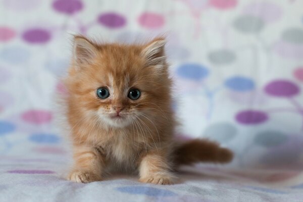 Muy lindo gato pelirrojo