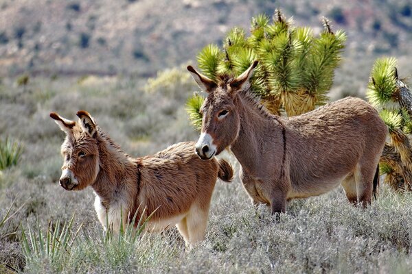 Los burros pasean por la estepa