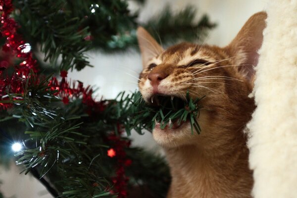 Katze isst Weihnachtsbaum im neuen Jahr