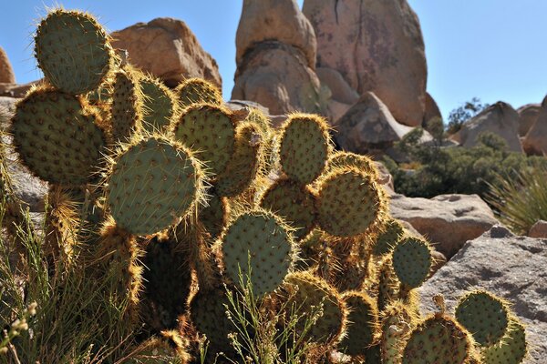 Cactus épineux près des rochers