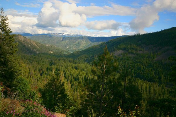 Mountainous terrain covered with forest