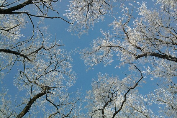 Look up. Winter sky