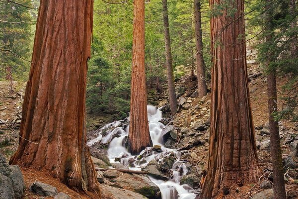 Schneller Waldbach in Steinen