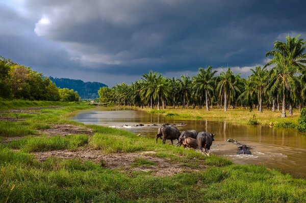 Buffaloes drink water by the river