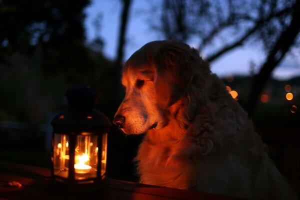 Chien dans la nuit en regardant la lanterne