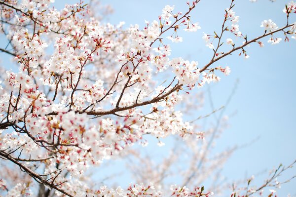 The tree is strewn with white flowers in spring