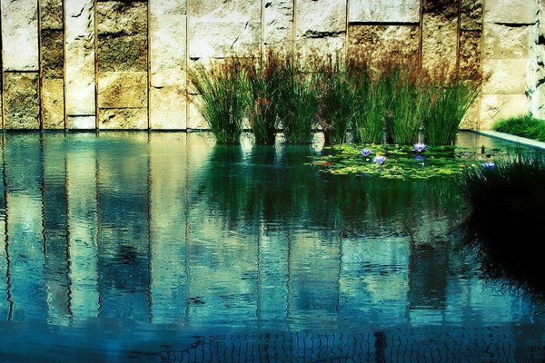 Arbustos de juncos y lirios en el lago