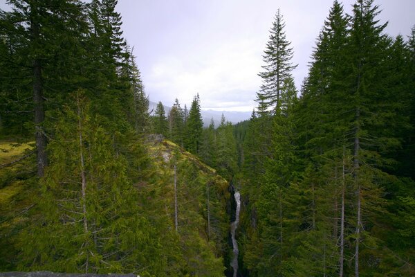 Mountain river in the taiga forest