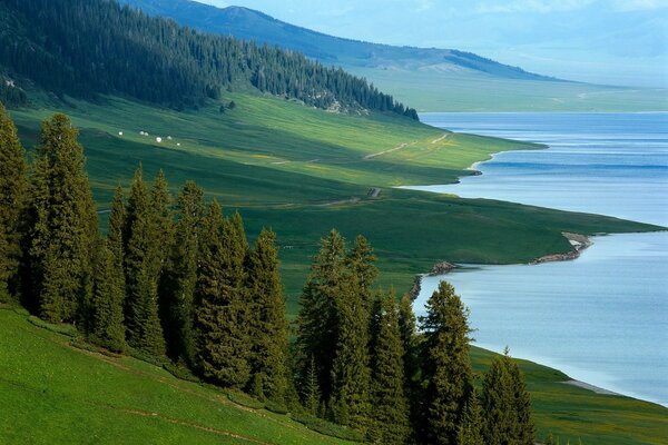 Natura della riva del lago Baikal