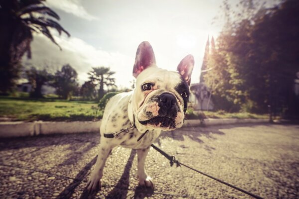 Pug con correa en un paseo en un fondo borroso